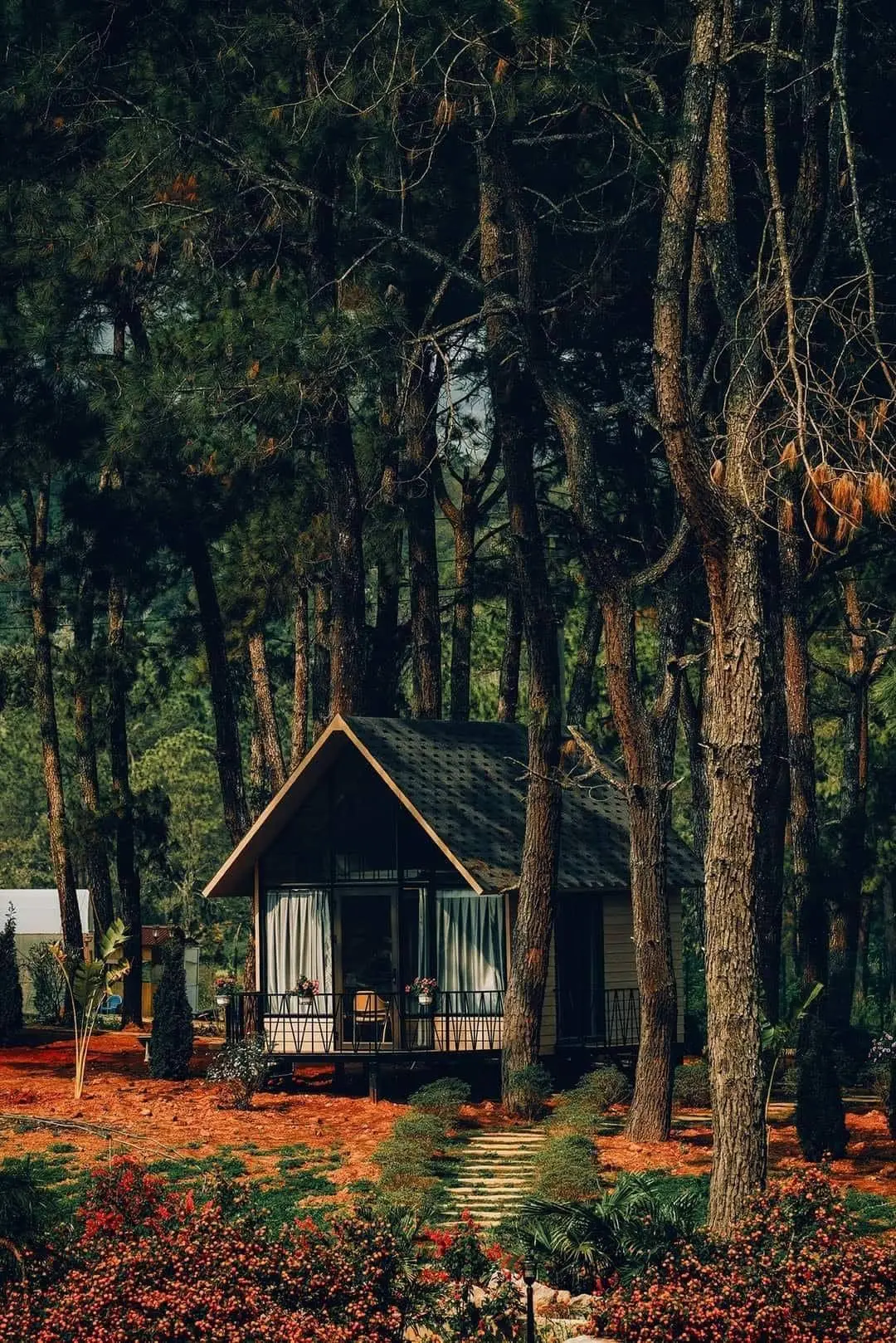 Chi&ecirc;m ngưỡng Rừng Th&ocirc;ng Bản &Aacute;ng tr&ecirc;n cao nguy&ecirc;n Mộc Ch&acirc;u đẹp tựa phim ảnh 5
