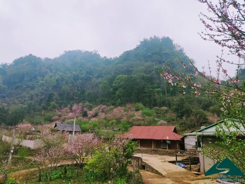 Đắm ch&igrave;m trong khung cảnh l&atilde;ng mạn m&ugrave;a Hoa đ&agrave;o Mộc Ch&acirc;u nở 7