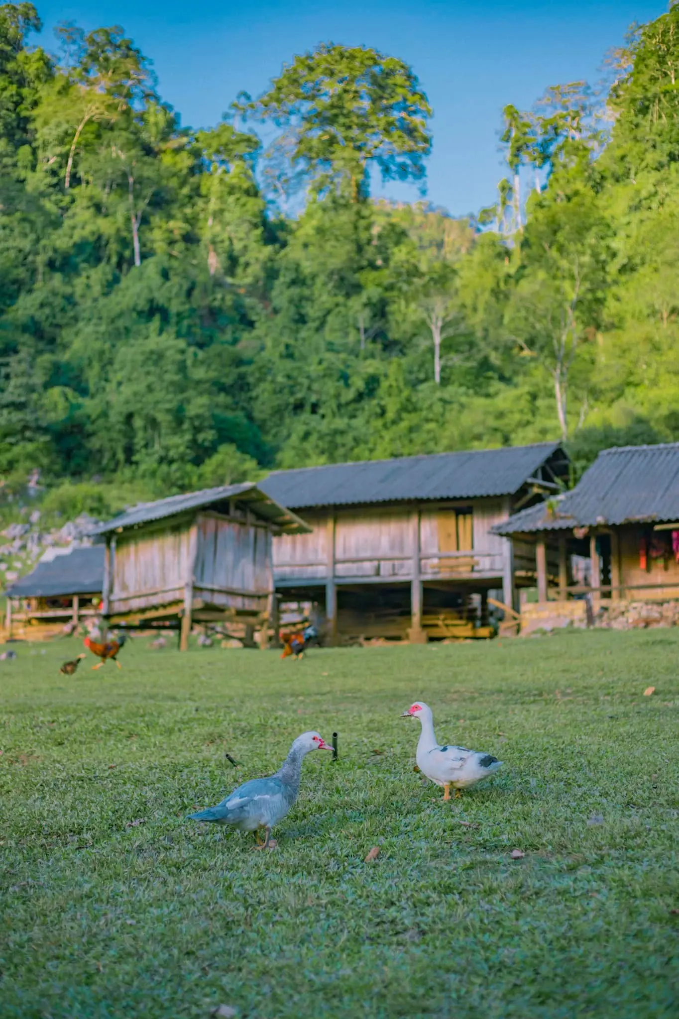 Hang T&aacute;u: L&agrave;ng Nguy&ecirc;n Thủy b&igrave;nh y&ecirc;n, giản dị ở Mộc Ch&acirc;u 11