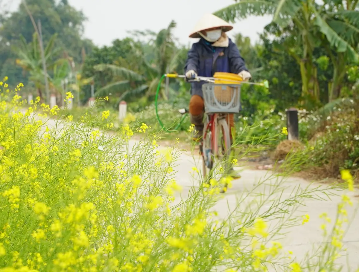 Hoa cải vàng Mộc Châu - Sắc vàng rực rỡ trên cao nguyên 4