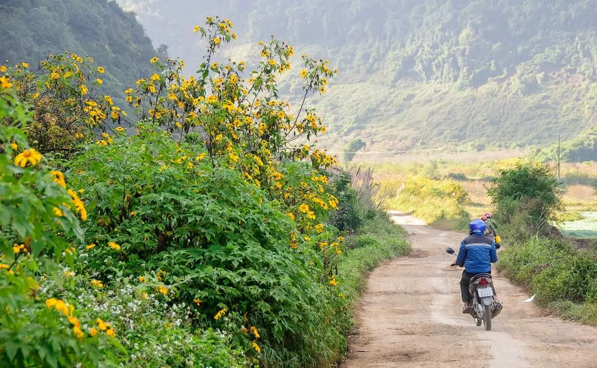 Hoa dã quỳ Mộc Châu - Vẻ đẹp hoang dại của núi rừng Tây Bắc 4