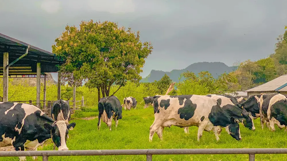 Kh&aacute;m ph&aacute; vẻ đẹp của Trang trại b&ograve; sữa Daily Farm Mộc Ch&acirc;u 2