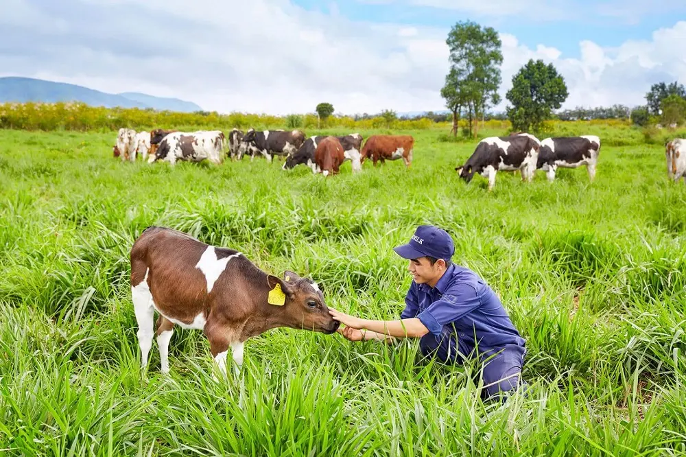 Kh&aacute;m ph&aacute; vẻ đẹp của Trang trại b&ograve; sữa Daily Farm Mộc Ch&acirc;u 6