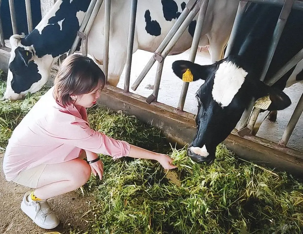 Kh&aacute;m ph&aacute; vẻ đẹp của Trang trại b&ograve; sữa Daily Farm Mộc Ch&acirc;u 4