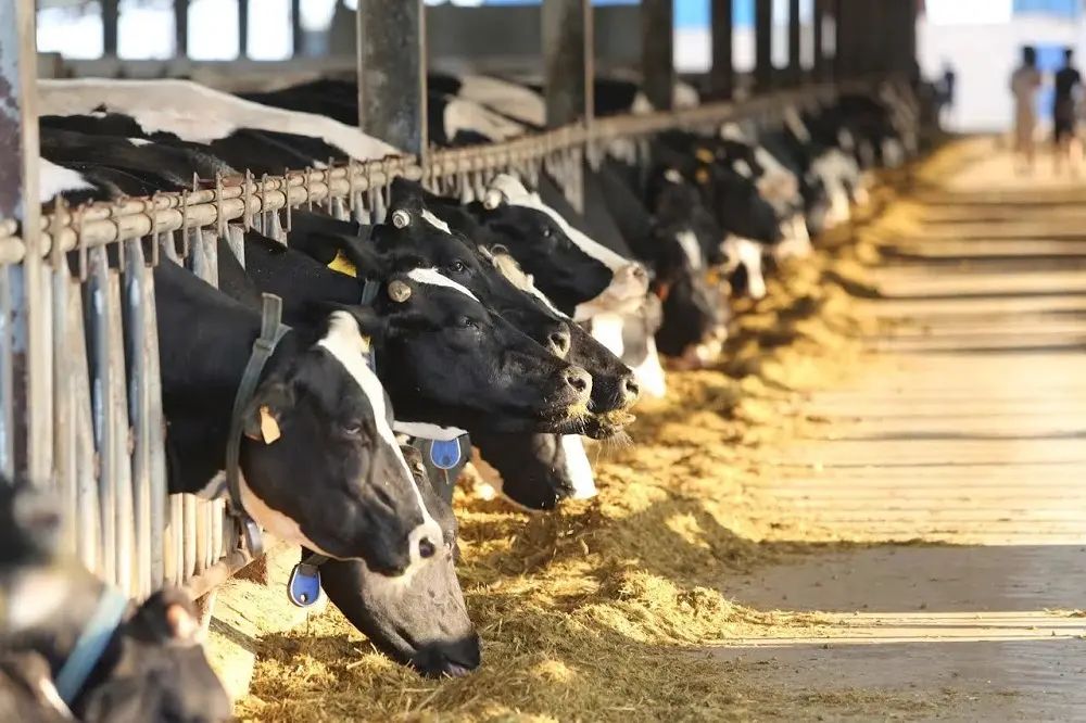 Kh&aacute;m ph&aacute; vẻ đẹp của Trang trại b&ograve; sữa Daily Farm Mộc Ch&acirc;u 3