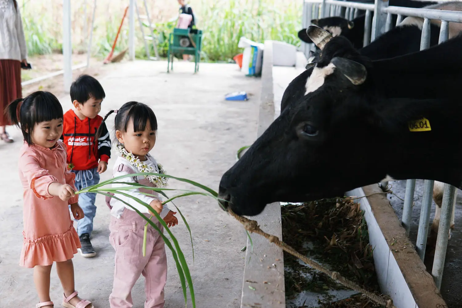 Kh&aacute;m ph&aacute; Vườn d&acirc;u t&acirc;y Chimi Farm đẹp nhất tại Mộc Ch&acirc;u 8