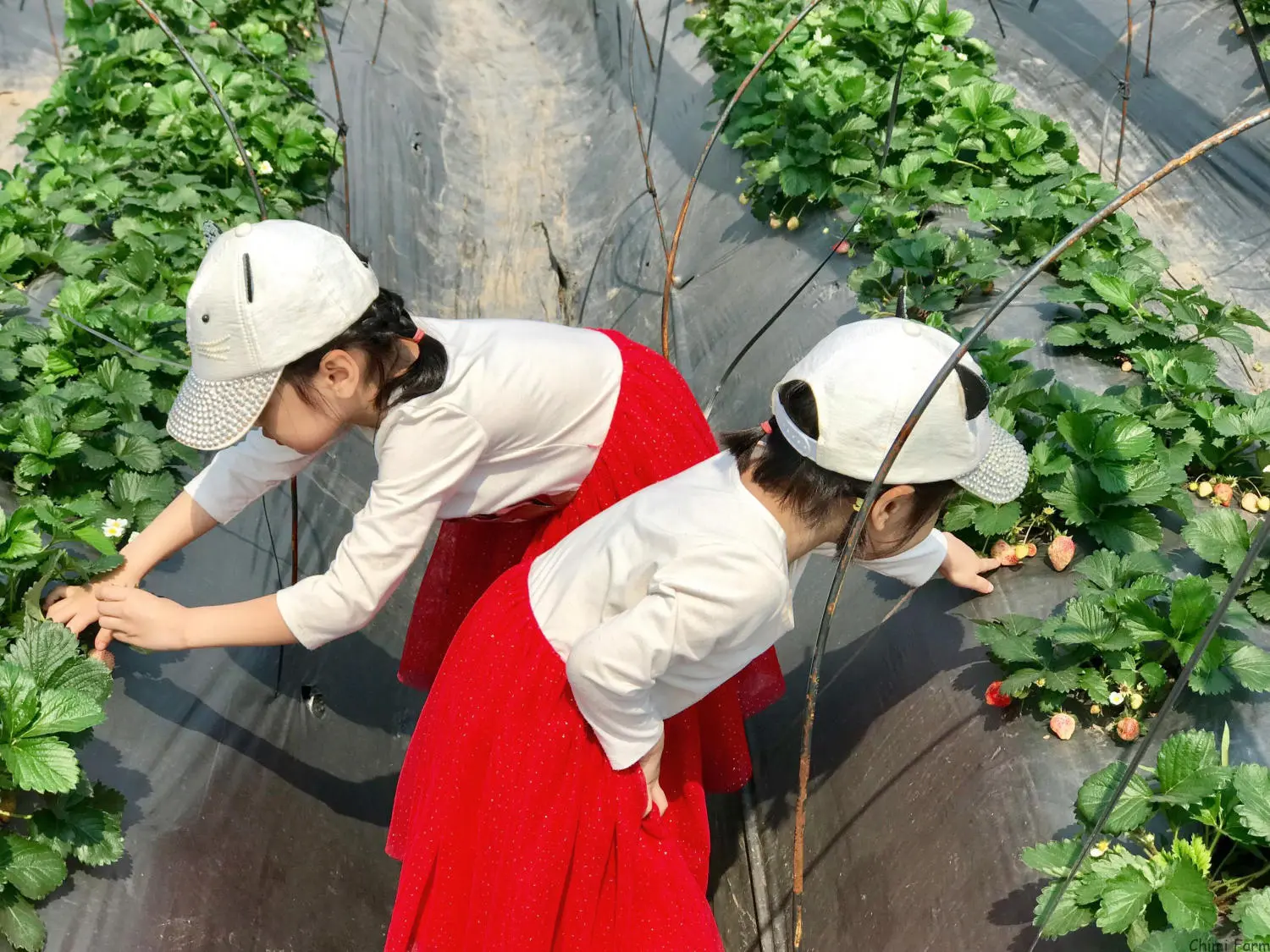 Kh&aacute;m ph&aacute; Vườn d&acirc;u t&acirc;y Chimi Farm đẹp nhất tại Mộc Ch&acirc;u 6