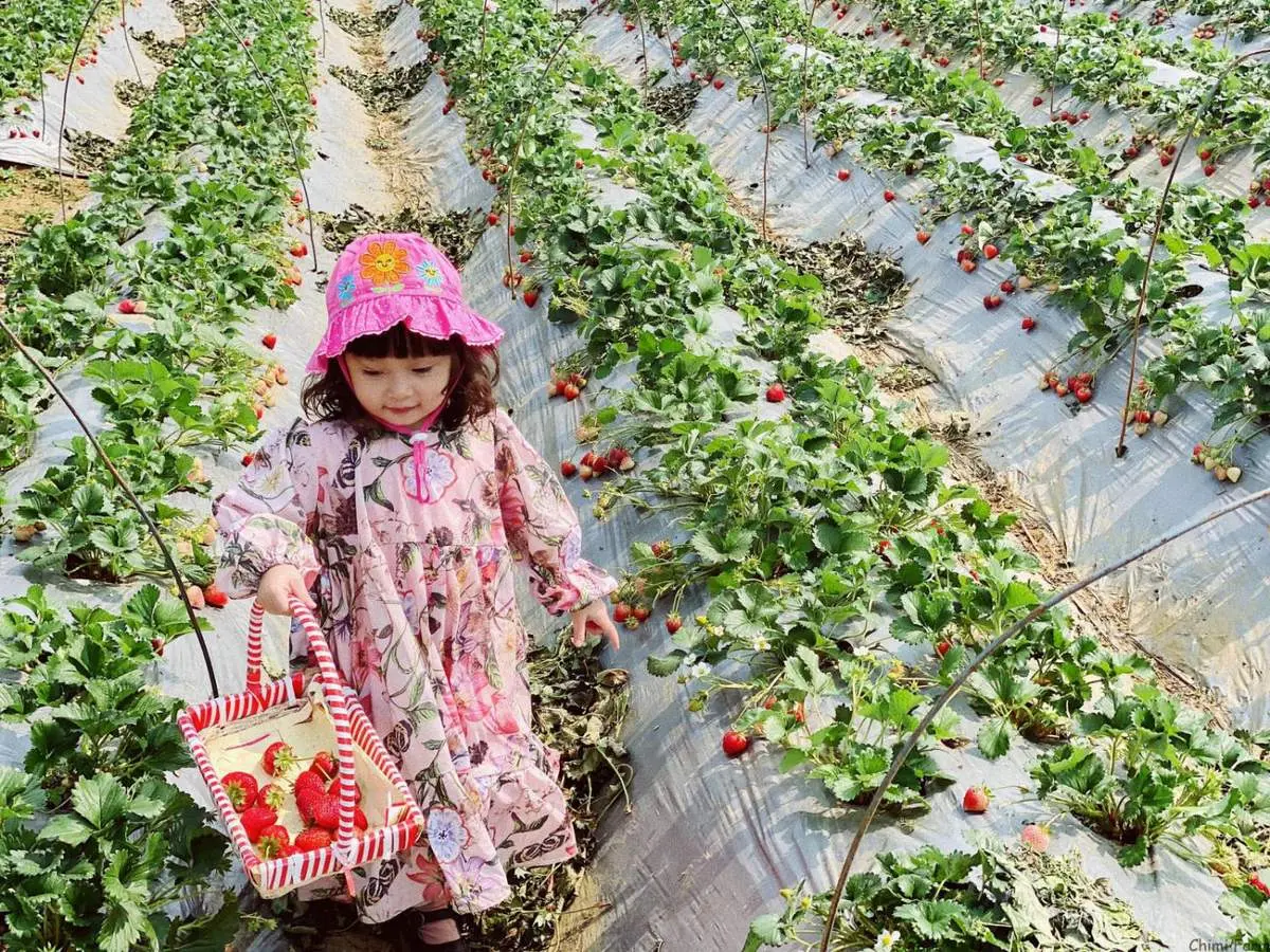 Kh&aacute;m ph&aacute; Vườn d&acirc;u t&acirc;y Chimi Farm đẹp nhất tại Mộc Ch&acirc;u 5