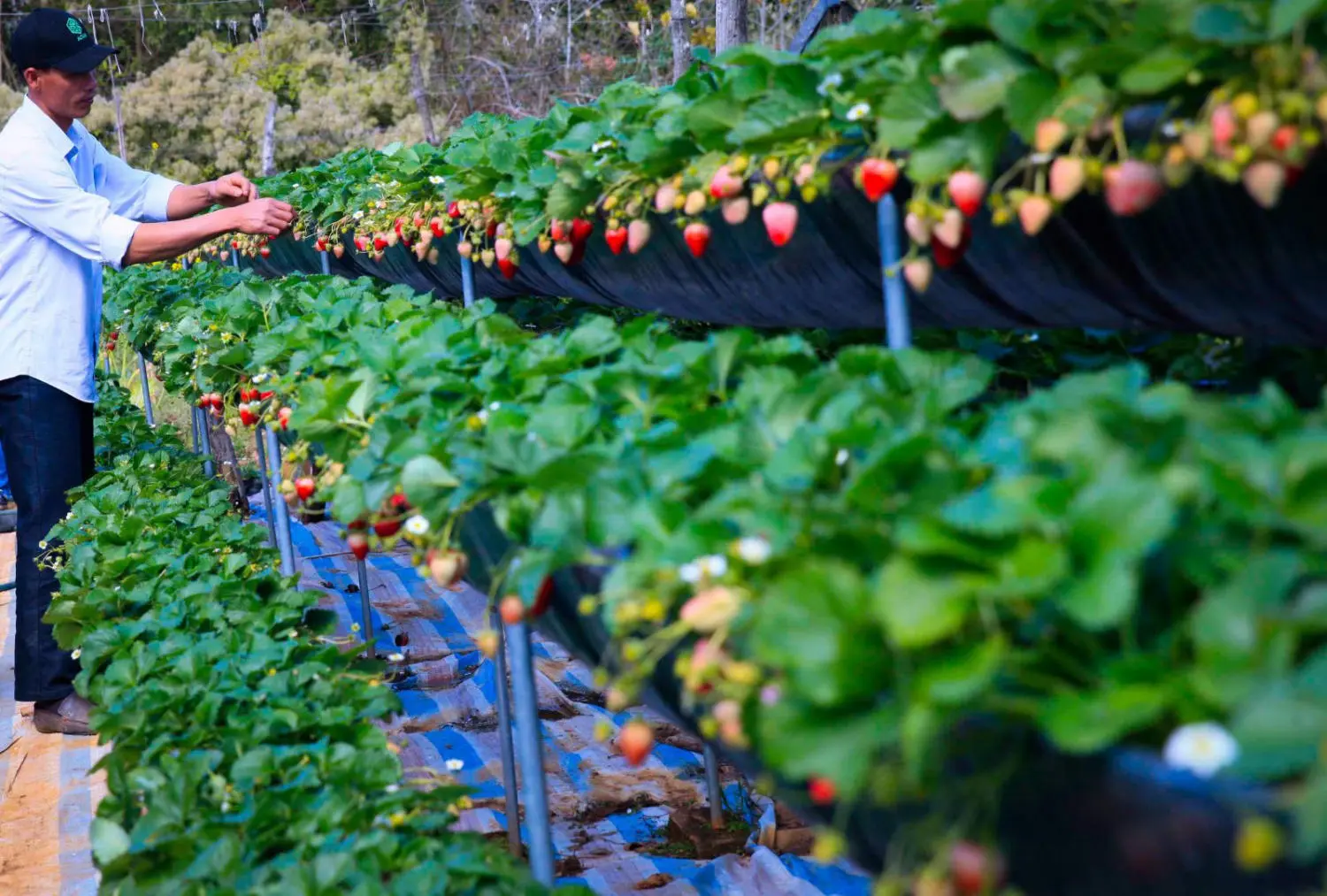 Kh&aacute;m ph&aacute; Vườn d&acirc;u t&acirc;y Chimi Farm đẹp nhất tại Mộc Ch&acirc;u 3