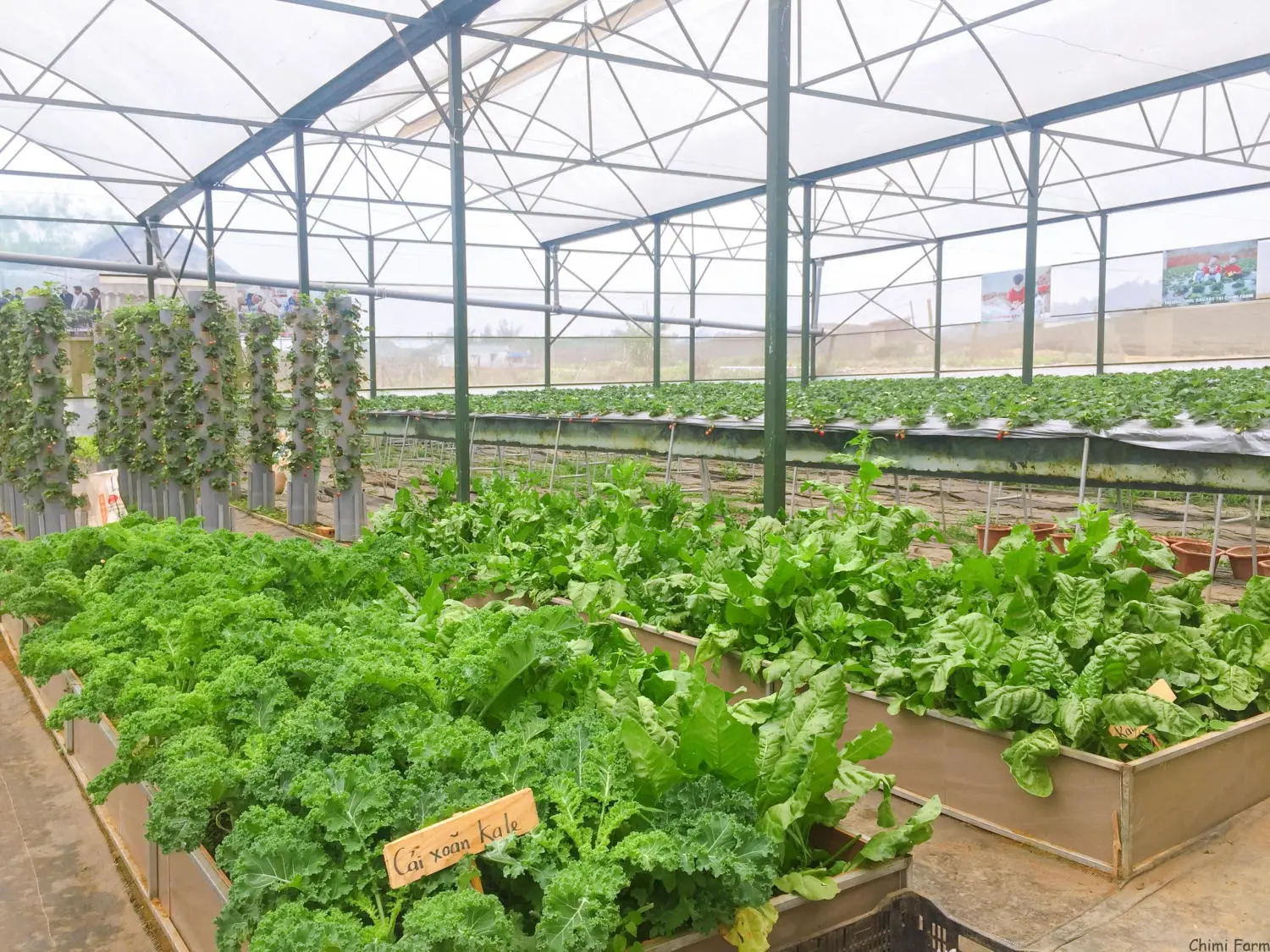 Kh&aacute;m ph&aacute; Vườn d&acirc;u t&acirc;y Chimi Farm đẹp nhất tại Mộc Ch&acirc;u 7