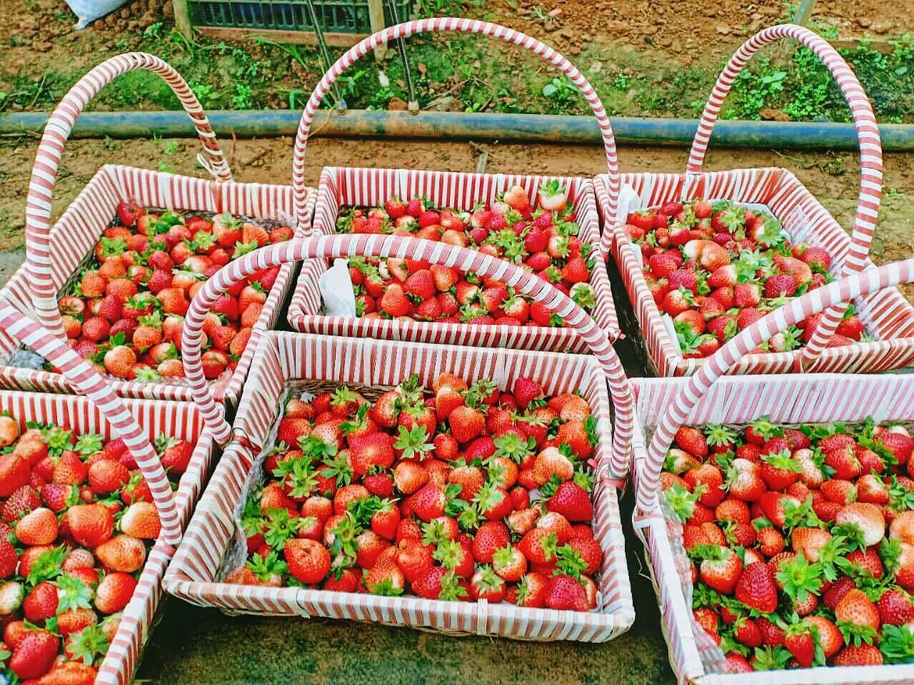 Kh&aacute;m ph&aacute; Vườn d&acirc;u t&acirc;y Chimi Farm đẹp nhất tại Mộc Ch&acirc;u 10
