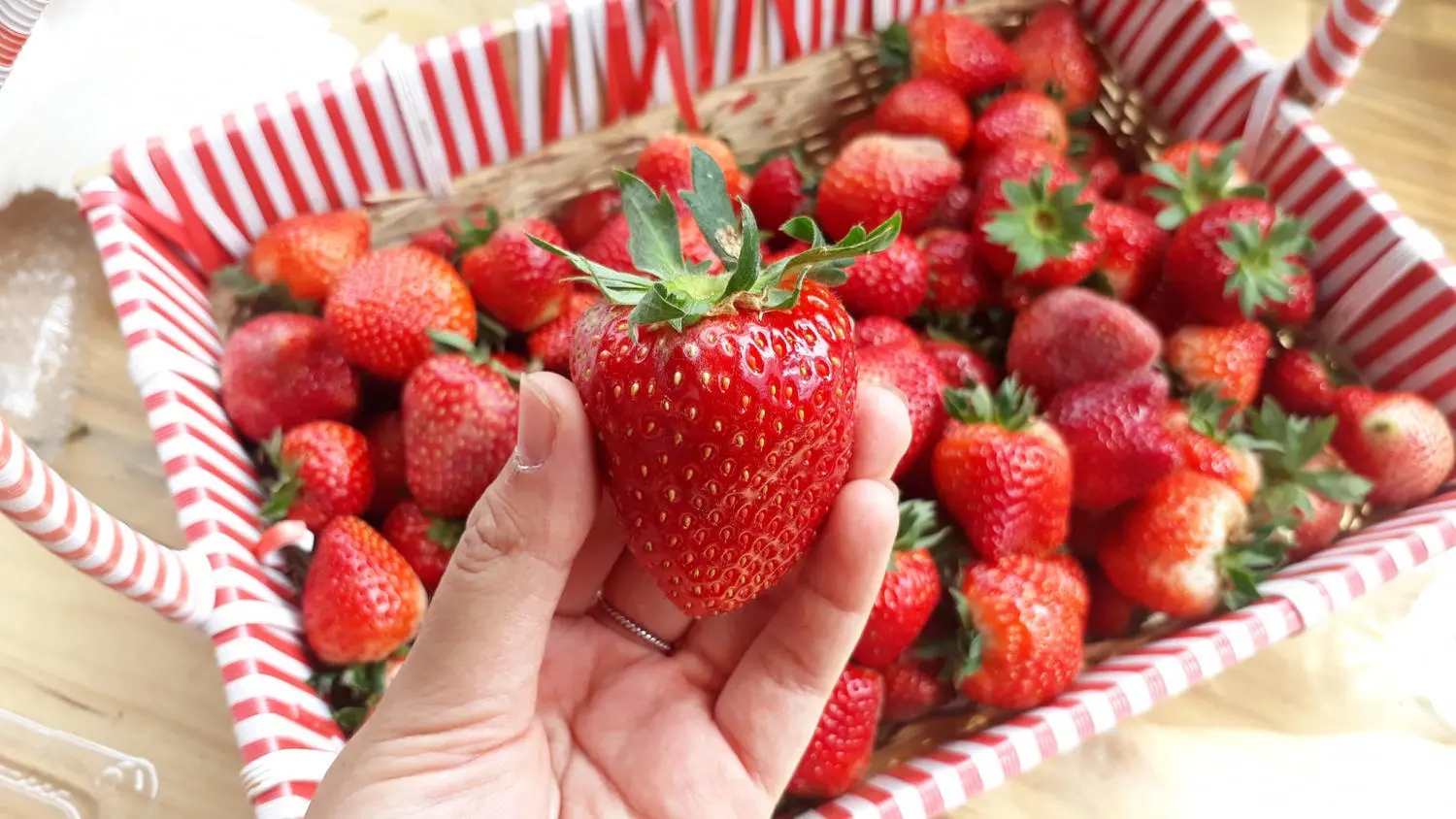 Kh&aacute;m ph&aacute; Vườn d&acirc;u t&acirc;y Chimi Farm đẹp nhất tại Mộc Ch&acirc;u 11