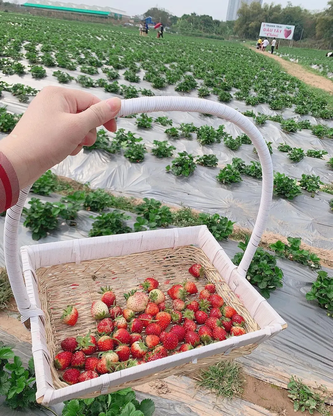 Kh&aacute;m ph&aacute; Vườn d&acirc;u t&acirc;y Chimi Farm đẹp nhất tại Mộc Ch&acirc;u 4