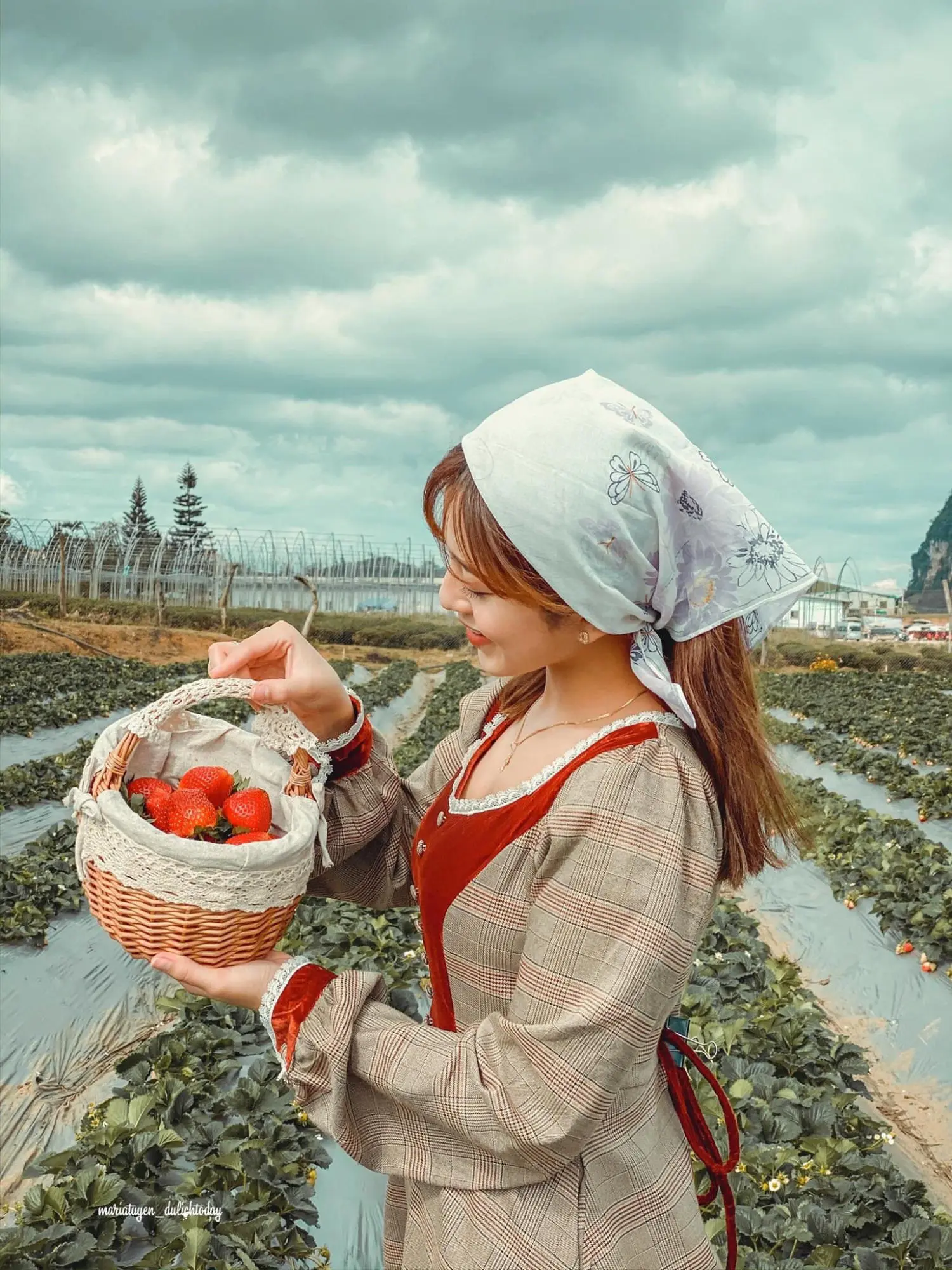 Kh&aacute;m ph&aacute; Vườn d&acirc;u t&acirc;y Chimi Farm đẹp nhất tại Mộc Ch&acirc;u 9
