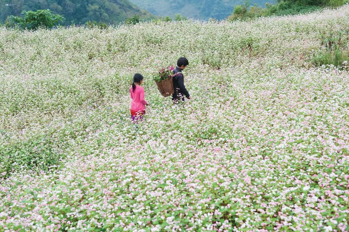 M&ecirc; mẩn với vẻ đẹp rực rỡ của m&ugrave;a Hoa tam gi&aacute;c mạch Mộc Ch&acirc;u 2