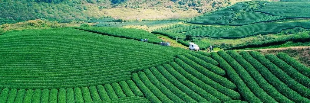 Phong cảnh n&ecirc;n thơ của Đồi Ch&egrave; &Ocirc; Long Mộc Sương 2