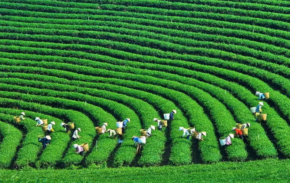 Phong cảnh n&ecirc;n thơ của Đồi Ch&egrave; &Ocirc; Long Mộc Sương 4