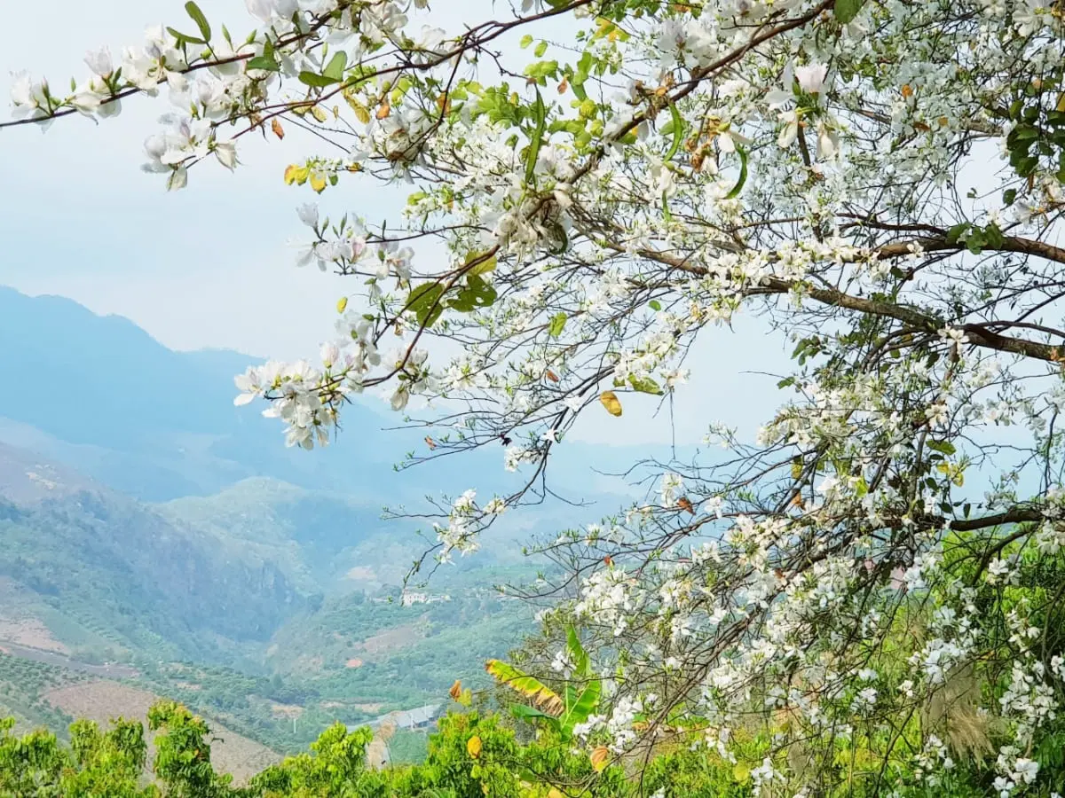 Th&aacute;ng 3 Hoa ban Mộc Ch&acirc;u nở trắng trời, l&ecirc;n k&egrave;o gh&eacute; Mộc Ch&acirc;u liền nha 4