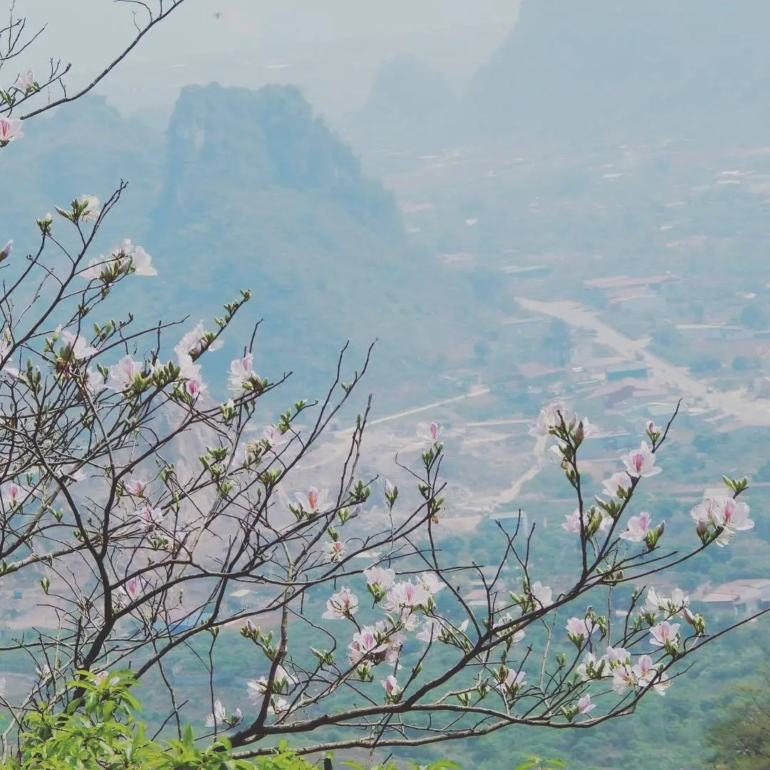Th&aacute;ng 3 Hoa ban Mộc Ch&acirc;u nở trắng trời, l&ecirc;n k&egrave;o gh&eacute; Mộc Ch&acirc;u liền nha 7