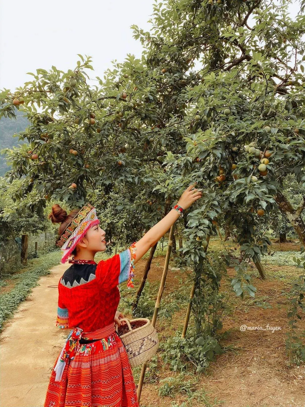 Thung lũng mận Mu Nấu - Kh&aacute;m ph&aacute; rừng hoa mận tại cao nguy&ecirc;n Mộc Ch&acirc;u 9