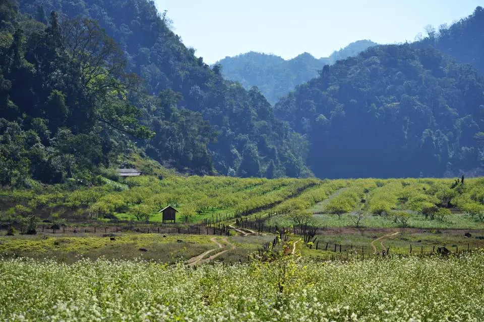 Trekking Mu N&aacute;u - Phi&ecirc;ng C&agrave;nh tr&ecirc;n n&oacute;c nh&agrave; Mộc Ch&acirc;u 7