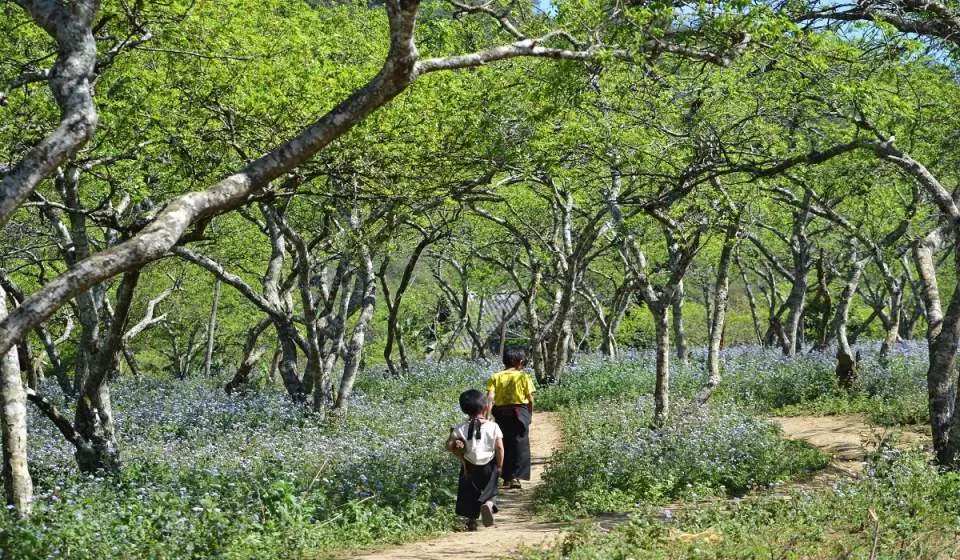 Trekking Mu N&aacute;u - Phi&ecirc;ng C&agrave;nh tr&ecirc;n n&oacute;c nh&agrave; Mộc Ch&acirc;u 6
