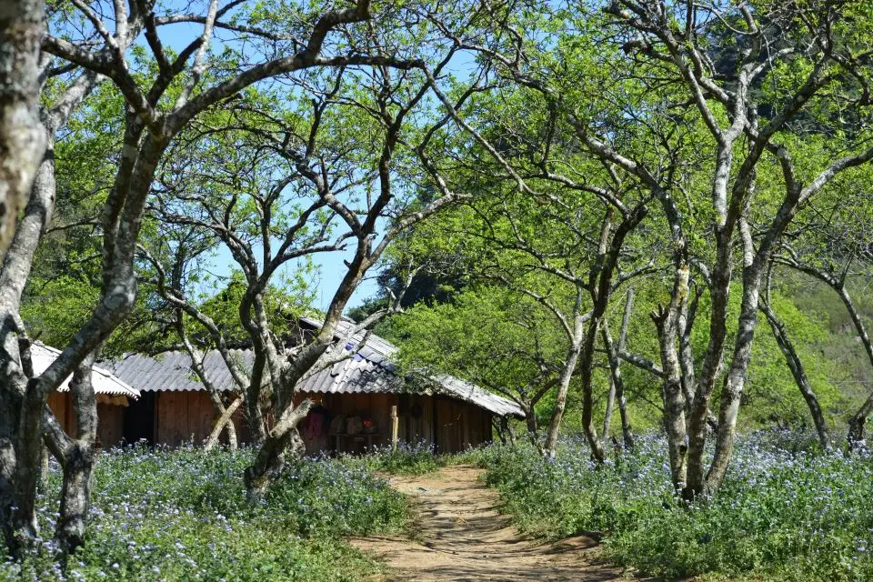 Trekking Mu N&aacute;u - Phi&ecirc;ng C&agrave;nh tr&ecirc;n n&oacute;c nh&agrave; Mộc Ch&acirc;u 5
