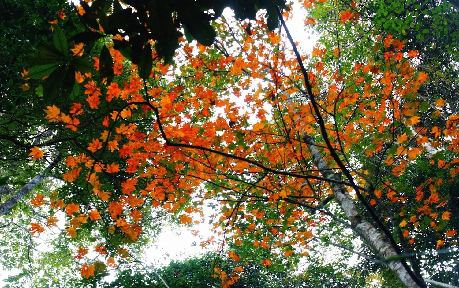 Trekking Pha Lu&ocirc;ng - H&agrave;nh tr&igrave;nh chinh phục n&oacute;c nh&agrave; Mộc Ch&acirc;u 7