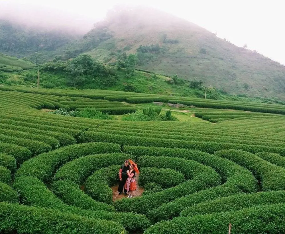 Vi vu check-in Đồi Chè Trái Tim Mộc Châu đầy thơ mộng 5