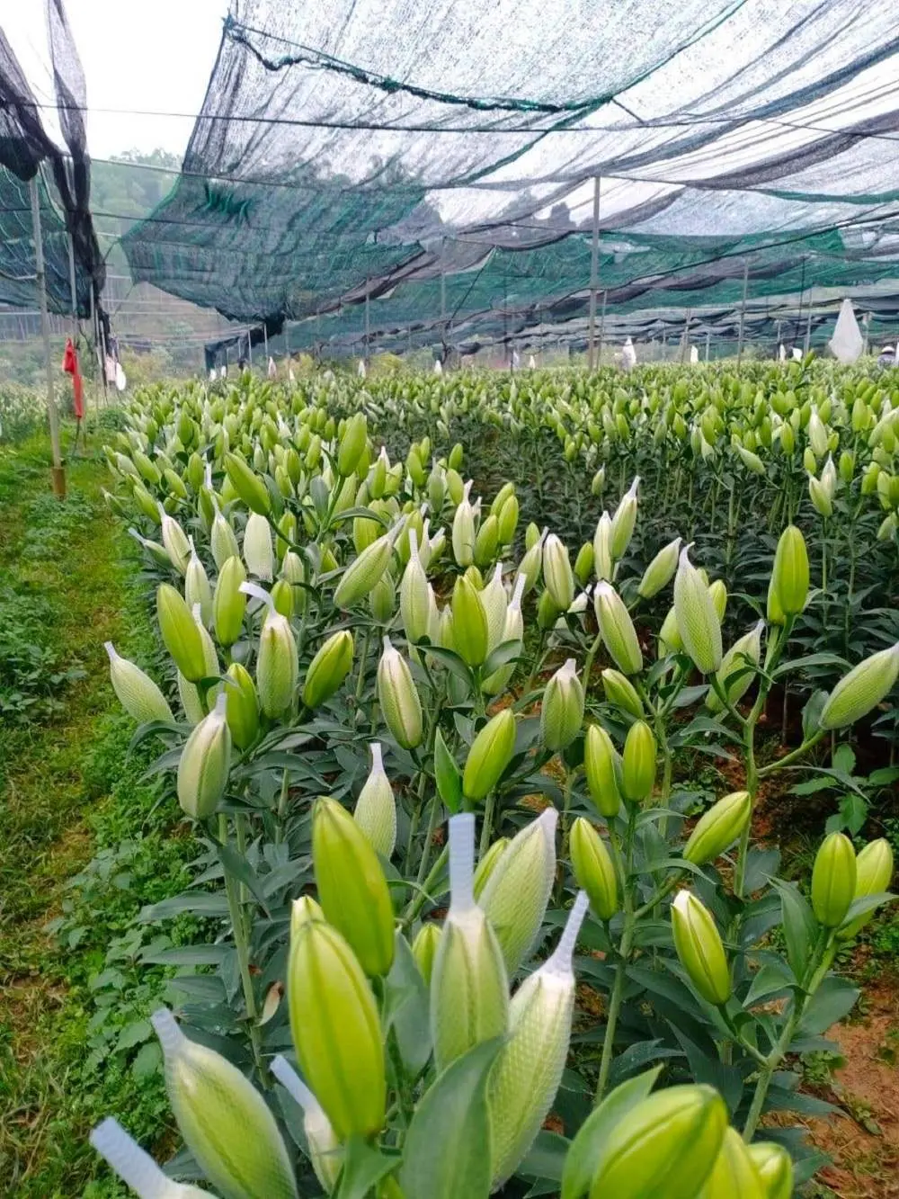 Vườn Hoa Nhiệt Đới Mộc Ch&acirc;u - Thi&ecirc;n đường ngập tr&agrave;n hoa cỏ 3