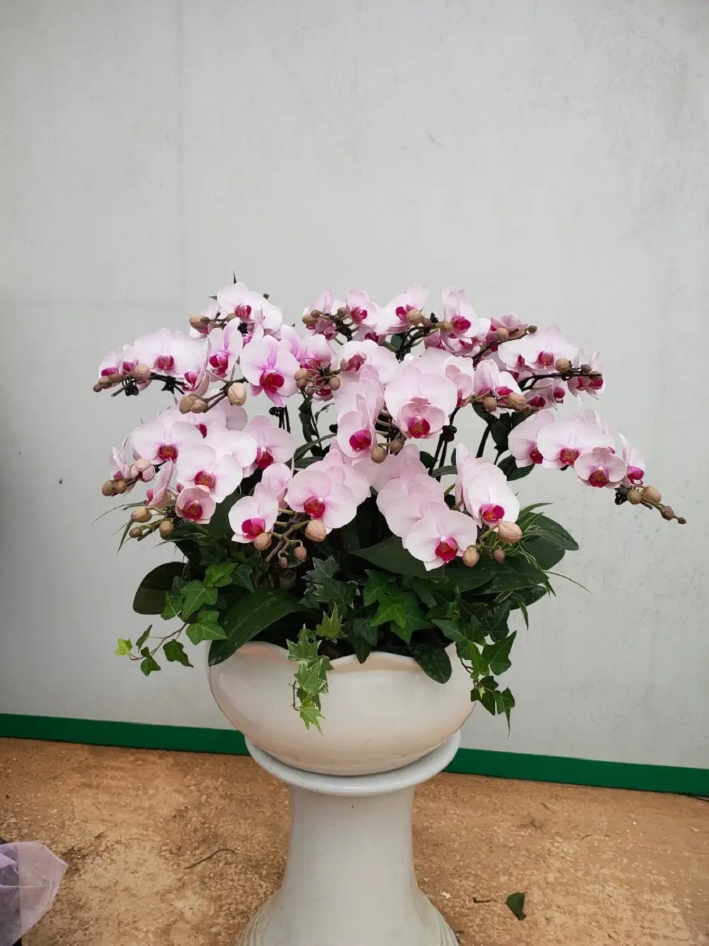 Vườn Hoa Nhiệt Đới Mộc Ch&acirc;u - Thi&ecirc;n đường ngập tr&agrave;n hoa cỏ 6