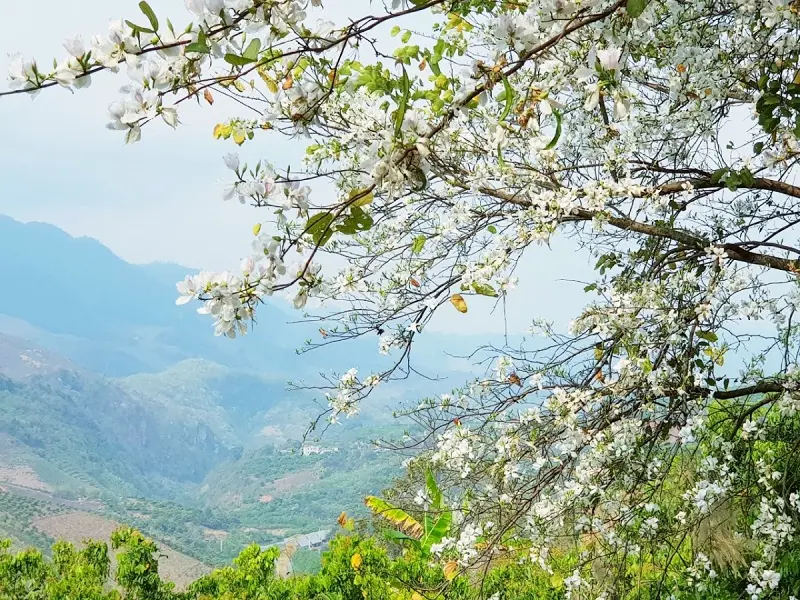 Khám phá 7 mùa hoa đẹp ở Mộc Châu khiến bao trái tim say đắm