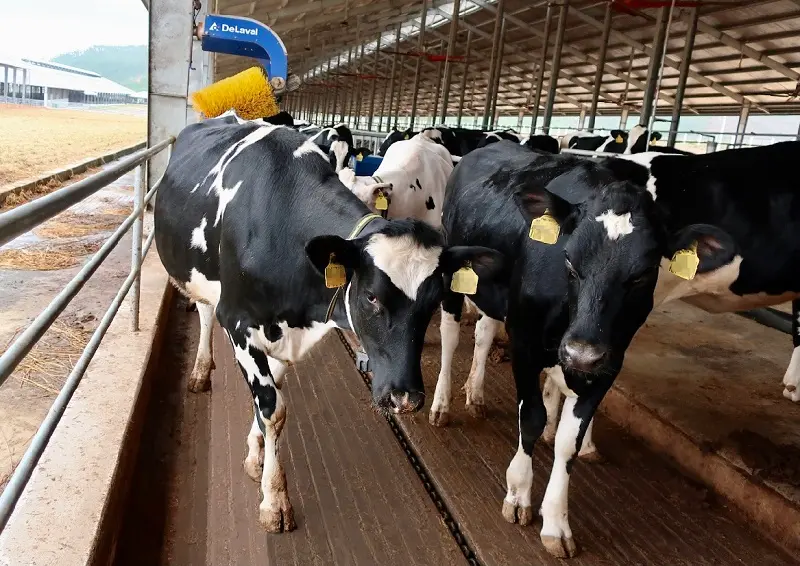 Khám phá vẻ đẹp của Trang trại bò sữa Daily Farm Mộc Châu