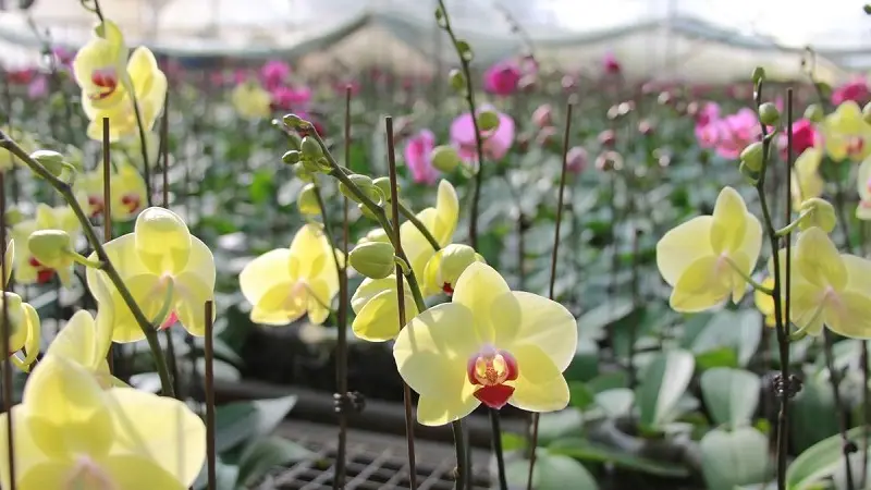 Vườn Hoa Nhiệt Đới Mộc Châu - Thiên đường ngập tràn hoa cỏ