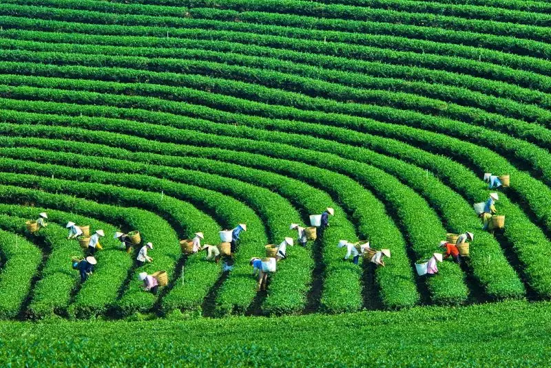 Đặc sản ch&egrave; xanh Mộc Ch&acirc;u &ndash; Tinh hoa của đất trời T&acirc;y Bắc 5