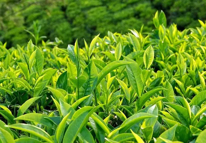 Đặc sản Mộc Ch&acirc;u nổi bật được nhiều thực kh&aacute;ch ưa th&iacute;ch 15