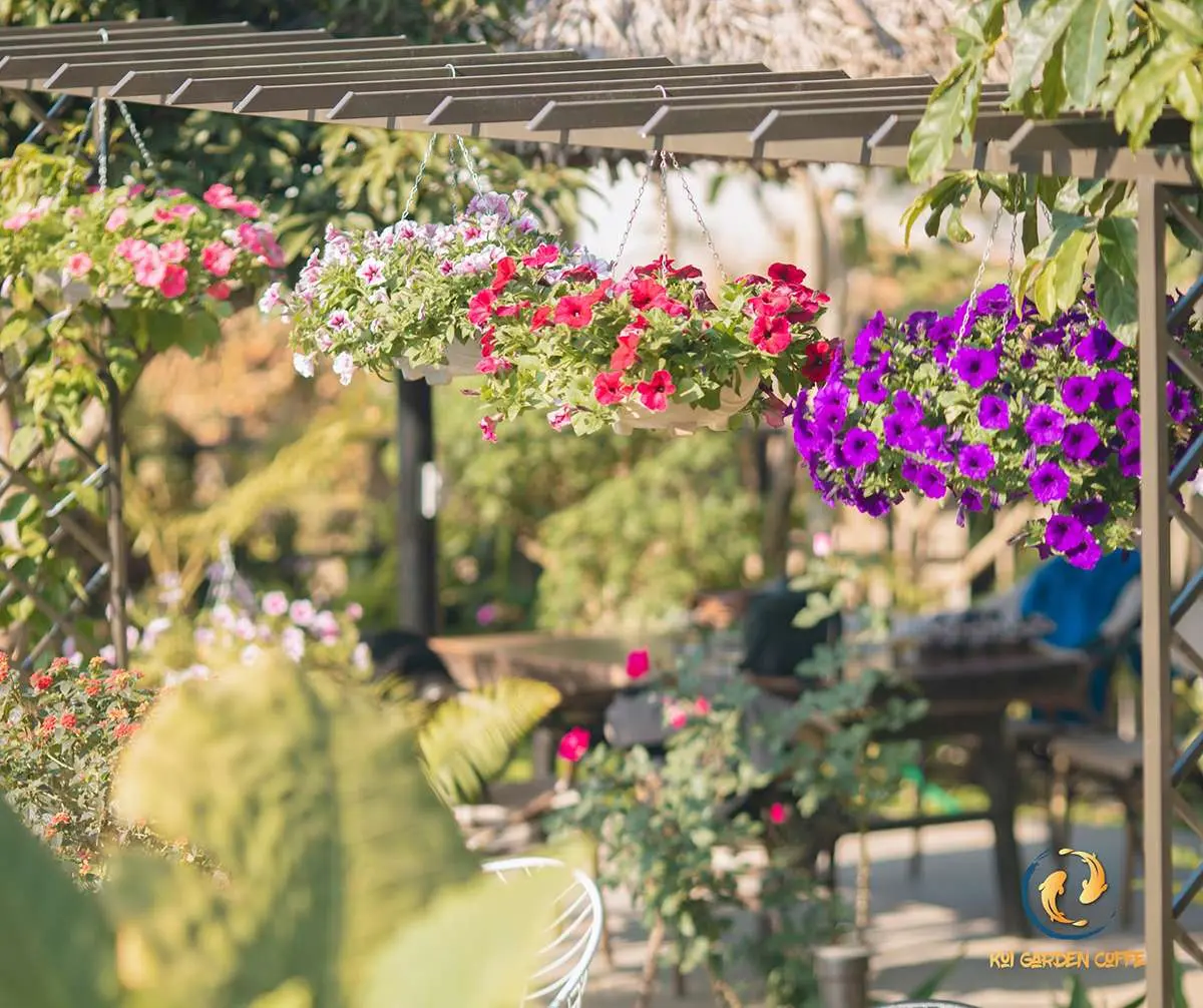 Kh&aacute;m ph&aacute; Koi Garden Mộc Ch&acirc;u - C&agrave; ph&ecirc; c&aacute; Koi độc nhất Mộc Ch&acirc;u 5