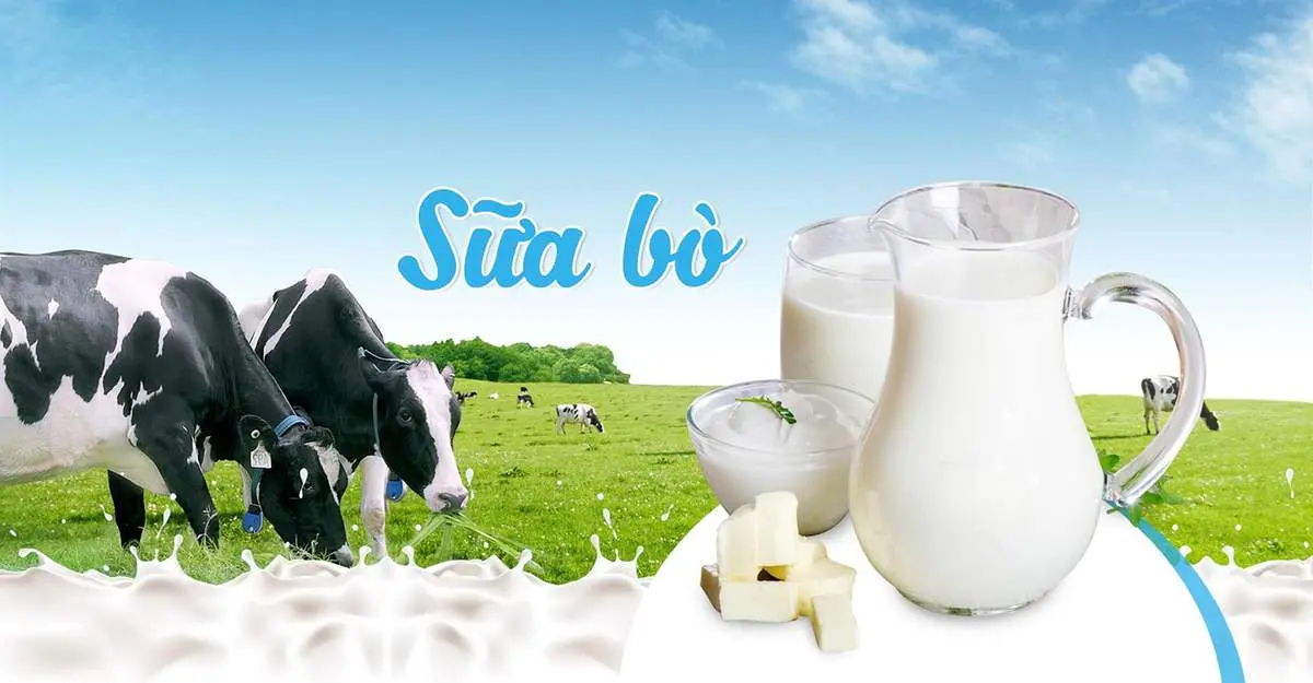 Sữa bò non Mộc Châu - Thức quà quý từ đồng nội bao la 3