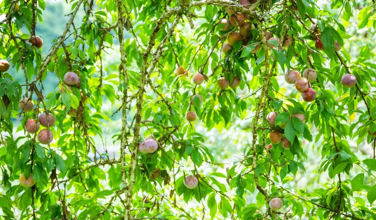 Thưởng thức mận hậu Mộc Châu - Đặc sản miền Tây Bắc 5