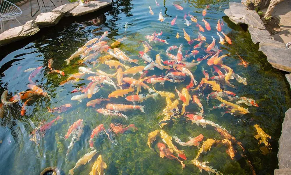 Khám phá Koi Garden Mộc Châu - Cà phê cá Koi độc nhất Mộc Châu