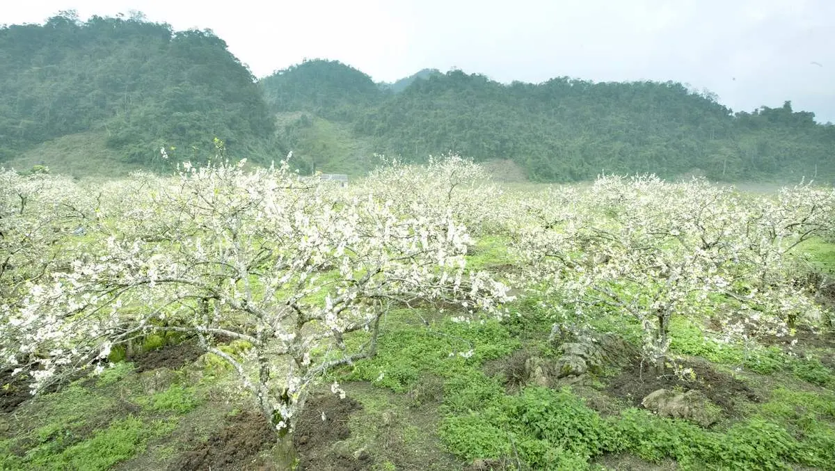 B&iacute; mật Du lịch tại Mộc Ch&acirc;u V&agrave;o m&ugrave;a xu&acirc;n 17