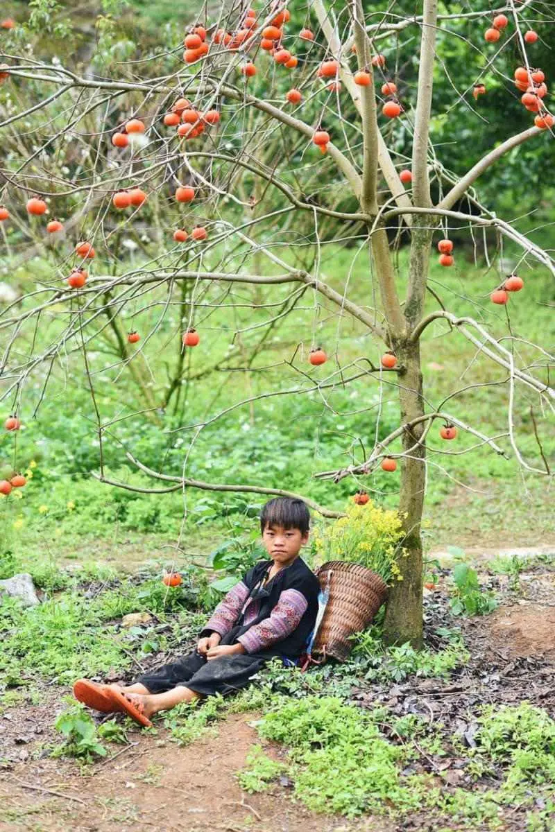 C&oacute; một M&ugrave;a hồng ch&iacute;n Mộc Ch&acirc;u nở đỏ rực cả một g&oacute;c trời 5