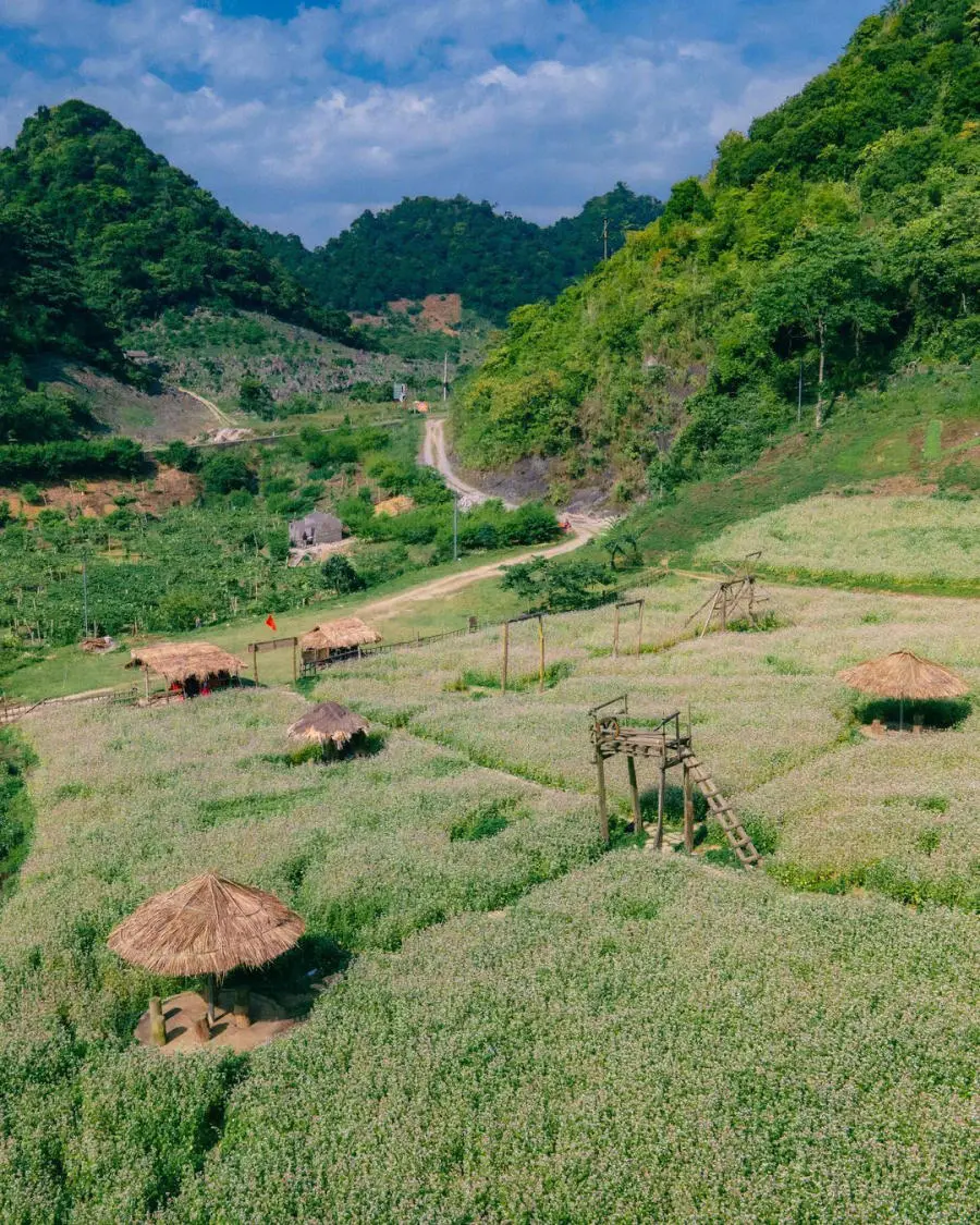 C&oacute; một Vườn hoa tam gi&aacute;c mạch xinh đẹp tr&ecirc;n cao nguy&ecirc;n Mộc Ch&acirc;u 5