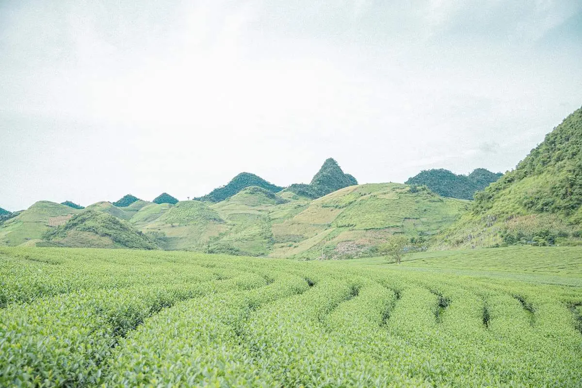 C&ugrave;ng 9x Phạm Ho&agrave;i Thương review Mộc Ch&acirc;u v&agrave;o h&egrave; đầy trong trẻo v&agrave; nhẹ nh&agrave;ng 6