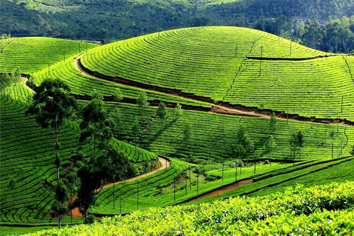 Gh&eacute; đọc review cao nguy&ecirc;n Mộc Ch&acirc;u n&ecirc;n thơ, h&ugrave;ng vĩ 7
