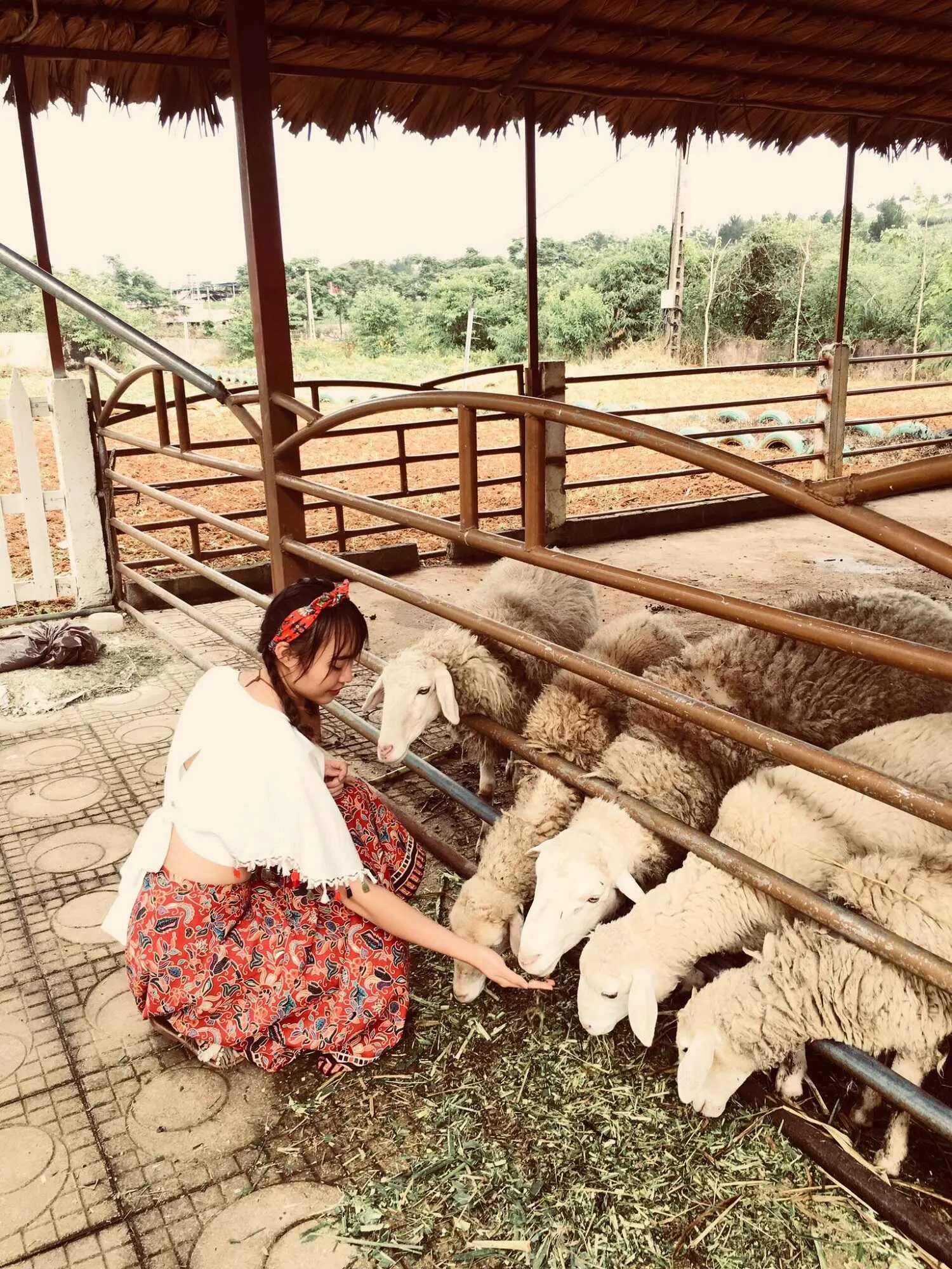 Kh&aacute;m ph&aacute; n&eacute;t đẹp thơ mộng với 1 ng&agrave;y ở trang trại b&ograve; sữa Mộc Ch&acirc;u 7
