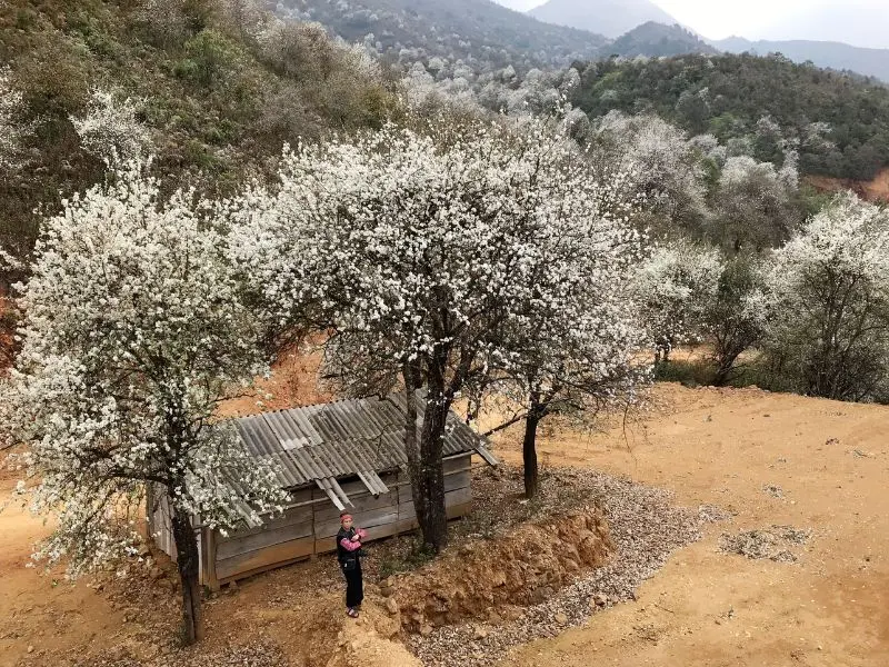 Kh&aacute;m ph&aacute; vẻ đẹp hoa sơn tra - Sắc trắng tinh kh&ocirc;i giữa n&uacute;i rừng T&acirc;y Bắc 6