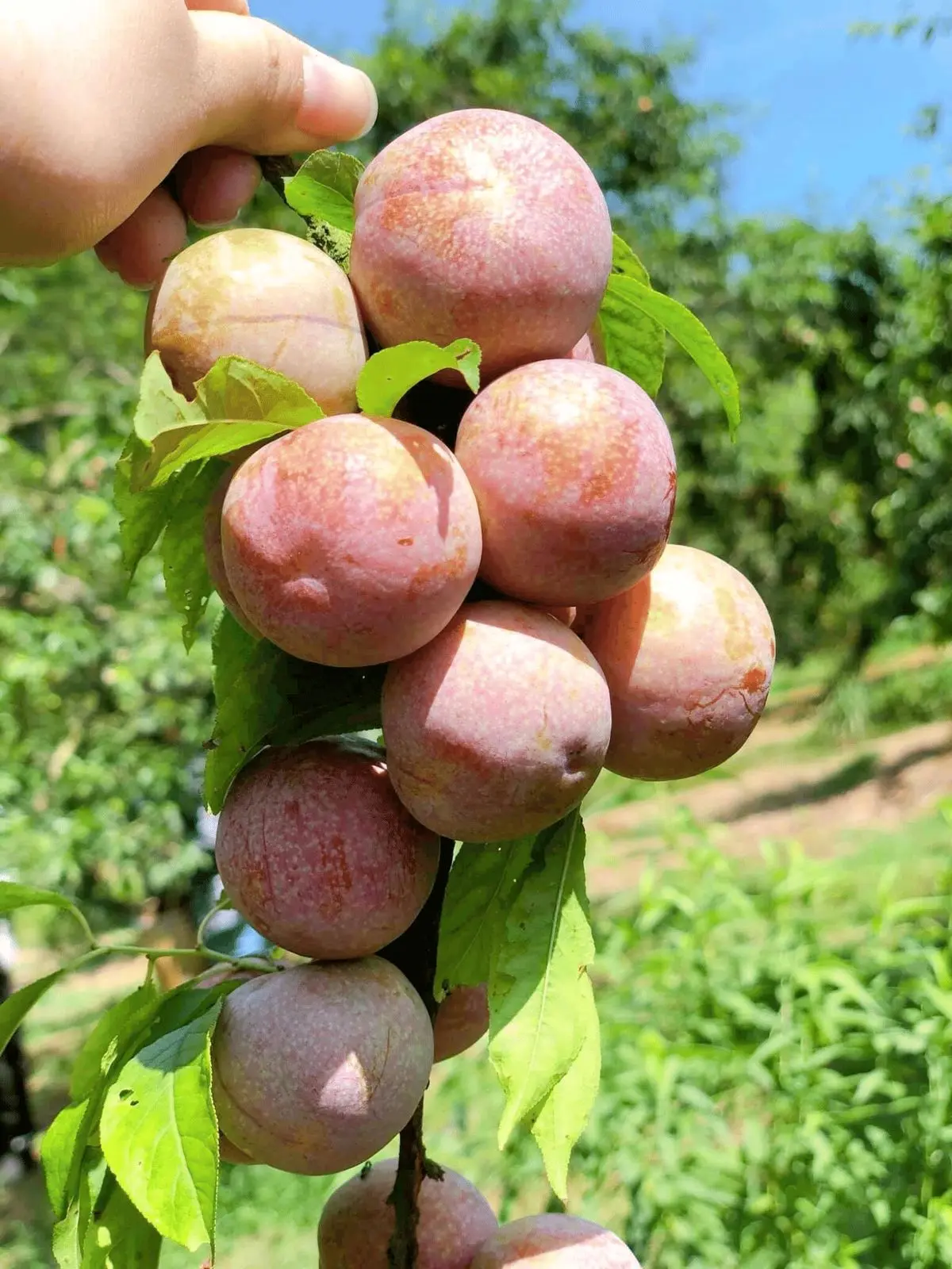 Kh&ocirc;ng thể bỏ lỡ review m&ugrave;a mận Mộc Ch&acirc;u sai tr&aacute;i trĩu c&agrave;nh 3