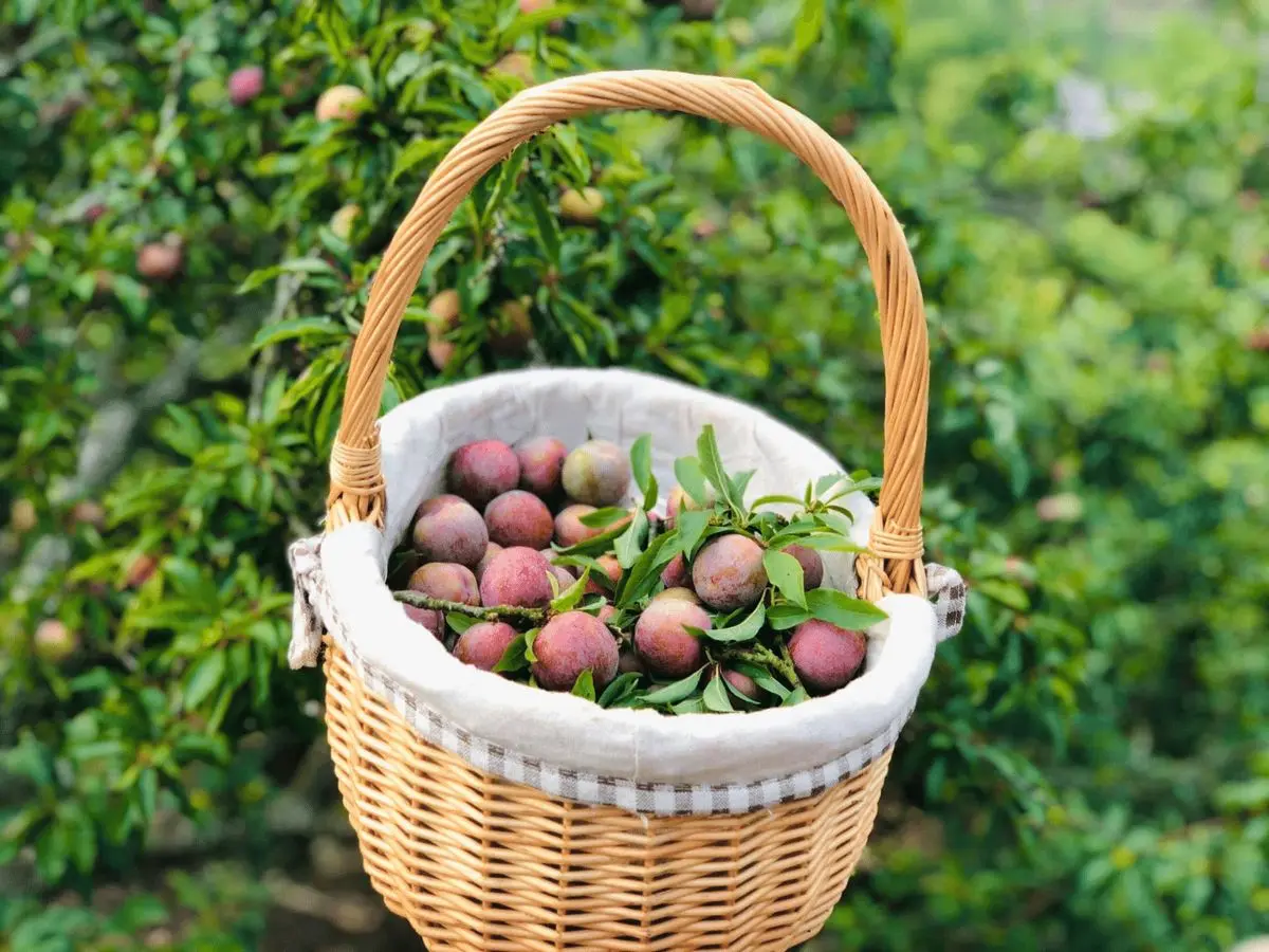 Kh&ocirc;ng thể bỏ lỡ review m&ugrave;a mận Mộc Ch&acirc;u sai tr&aacute;i trĩu c&agrave;nh 6