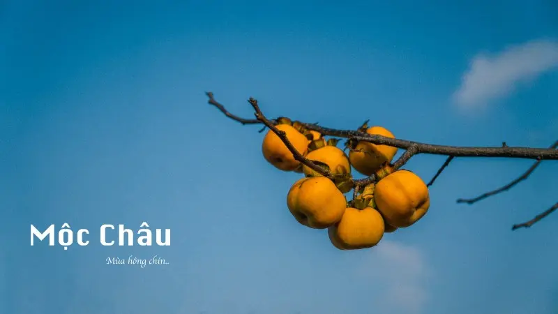 Mộc Ch&acirc;u m&ugrave;a hồng ch&iacute;n, m&oacute;n qu&agrave; đặc biệt của cao nguy&ecirc;n hữu t&igrave;nh 2